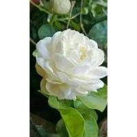 ราคา มะลิซ้อนดอกหอมมากๆดอกดกออกดอกตลอดปี (23370634121)