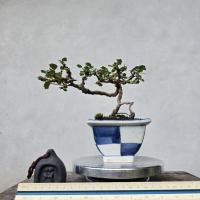 ราคา บอนไซชาฮกเกี้ยน #ของฝากปีใหม่ #บอนไซไม้จิ๋ว (48451520379)
