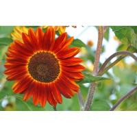 ราคา 600-800 เมล็ด/oz ทานตะวันสีแดง (2041198728)