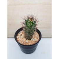 ราคา ต้นกระบองเพชร-แมมหนามตะขอแดง-40 บาท (9213210182)
