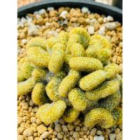 ราคา นิ้วทองคริส สีทองเข้ม Mammillaria Elongata cristata กระบองเพชร แคคตัส (23322069476)