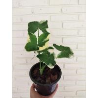 ราคา ว่านถุงเงินถุงทอง ต้นถุงเงินถุงทอง (7251749195)