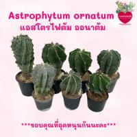 ราคา Astrophytum ornatum แอสโตรไฟตัม ออนาตัม (29431444697)
