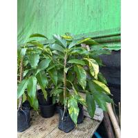 ราคา จำปีใบด่างดอกหอม#จำปีด่าง สูง 60-100ซม(Magnolia × alba variegated.)#ไม้ด่าง #ไม้ผลด่าง #ไม้ยืนต้นด่าง #ไม้ป่าด่าง (24615155408)