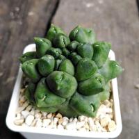 ราคา ยิมโนมอนส์​ gymnocalycium​ mihanovichii​ montrose​ (5666866507)