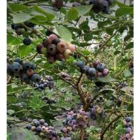 ราคา Blueberry - Sharp Lan tree - pot 5" - 50-70 cm. height, imported ต้นบลูเบอรี่ (22527674917)