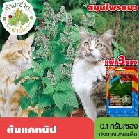 ราคา [แพ็ค 3 ซอง] 3A เมล็ดพันธุ์ ต้นแคทนิป ขนาดซองละ0.1กรัม ประมาณ250เมล็ด/ซอง CATNIP สมุนไพรแมว เมล็ดพันธุ์พืช เมล็ดผัก (3643373028)