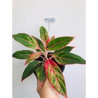 ราคา ไม้มงคล สยามออร่าชมพู หรือพลอยชมพู (18247418865)