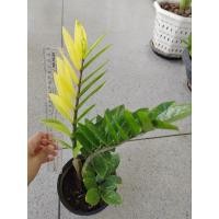 ราคา กวัก​มรกต​ด่าง​ กวัก​ด่าง​ (26519509628)