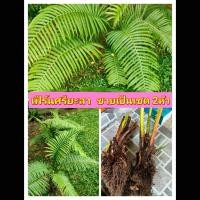 ราคา รวม มี6รายการให้เลือก ผักหนาม เฟิร์นใบมะขาม หญ้าต่างเหรียญ เฟิร์นศรียะลา เฟิร์นไม้ไผ่ กล้วยไม้ดิน เฟิร์น Anantaporn (14942967992)