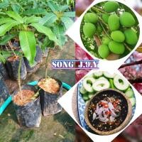 ราคา ต้นมะม่วงเบาใต้ ( เสียบยอด ) (8028078461)