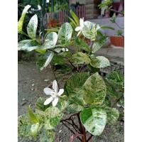 ราคา พุดศุภโชคด่างดอกสีขาว (8548204734)