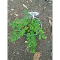 ราคา ชิงชันด่าง ไม้ป่าหายาก (9465747999)