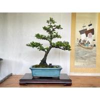 ราคา บอนไซตะโกหนู(ใบแอปเปิ้ล)ต้นแท้ไม้มงคล (28610238465)