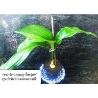 ราคา ว่านกวักนางพญาใหญ่ เเท้ โชคลาภอำนาจปกครองบริวาร (10569259530)