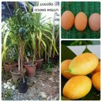 ราคา #ต้นมะยงชิด #ต้นมะปรางหวาน (4408917687)