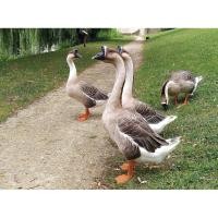 ราคา ไข่เชื้อ ห่าน พันธุ์ห่านจีน สีขาว สีเทา ฟองละ 500 บาท ราคานี้ รับประกัน เชื้อ 100% เคลม เชื้อ100% (29088411813)