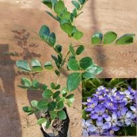 ราคา ต้นแก้วเจ้าจอม ชนิด 6ใบ เลี้ยงง่าย ดอกสวย เป็นไม้มงคล (19369616185)