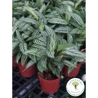 ราคา ลดกระหน่ำ ฟอร์มไม่สวย คล้าขุมเงิน Calathea Vittata กระถาง 4นิ้ว ไม้มงคล (12029118831)