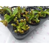 ราคา พืชกินแมลง หม้อข้าวหม้อแกงลิง ลูกผสมหม้อลาย (3458497929)