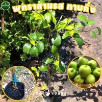 ราคา ต้นพุทราสามรส ต้นพุทรานมสด ต้นพุทราจัมโบ้ ทาบกิ่ง สวย พร้อมส่ง (19332240881)