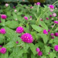 ราคา บานไม่รู้โรยสีแดง Red Globe Amaranth Seeds เมล็ดพันธุ์ดอกบานไม่รู้โรยสีแดง บรรจุ 20เมล็ด (43217199595)
