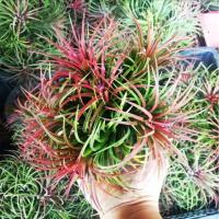 ราคา สับปะรด​สี/tillandsia​ ขายแบบยกทั้งกอ​ ไซส์​ใหญ่​ เลี้ยงง่าย​ ทนแล้ง​ ช่วยฟอกอากาศ​ (13257968326)