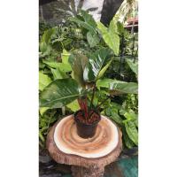 ราคา กุมารดำเรียกทรัพย์ กระถาง 8" (40471914071)