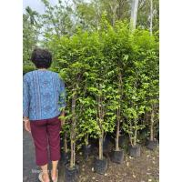 ราคา *กดกล่องละชุด* ต้นโมกพวงติดดอกง่ายทั้งปี ชุดละ 5 ต้นแถมอีก 1 ต้น ใช้ทำแนวรั้ว แผงต้นไม้บังตา สูง 1.5 ม. ขึ้นไป ดูแลง่าย (41000922712)
