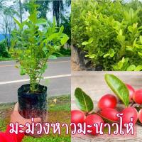 ราคา มะม่วงหาวมะนาวโห่ สรรพคุณมากมาย สูง25-35ซม.ขั้นต่ำ3ต้นคละต้นอื่นได้ (21222217533)