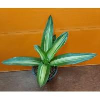 ราคา สับปะรดสี จิ๋ว พร้อมกระถาง สามารถใหญ่ได้ถึง 30 ซม. (6654300377)