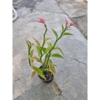 ราคา นกน้อยนำโชค ‼️กระถาง3" (16778495950)