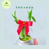 ราคา ต้นไผ่กวนอิม ไม้มงคล (8121821052)