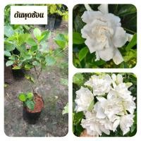 ราคา ต้นพุดเศรษฐีบางใหญ่ พุดบางใหญ่ พุดซ้อน (40552057697)