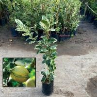ราคา ต้นเลม่อน เลม่อนด่าง เลม่อนยูเรก้าด่าง (Variegated Lemon) กิ่งตอน เลม่อน ให้ผลเร็ว (รับประกันสินค้า) (40868487610)