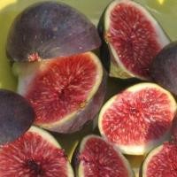 ราคา 1 ต้นมะเดื่อฝรั่ง มะเดื่อฝรั่ง (Fig) พันธุ์ figo preto กระถาง 6 นิ้ว ลำต้นสูง 30-40 ซม (4468987649)