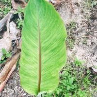 ราคา กล้วยน้ำว้าด่างน้อย กล้วยด่าง (8565210888)