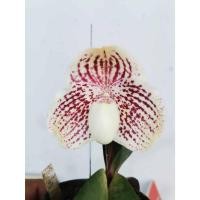 ราคา รองเท้านารีเหลืองตรัง (Paphiopedilum leucochilum) (22947537315)
