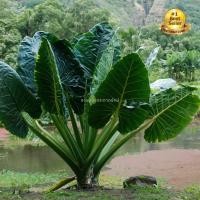 ราคา บอนกระดาดยักษ์, บอนยักษ์, ต้นกระดาด, ต้นบอน, Alocasia Borneo Giant (44479097686)