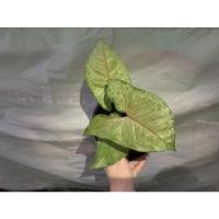 ราคา ต้นออมนาค syngonium ใบใหญ่สะใจ (8065367152)