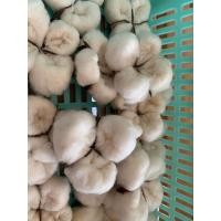 ราคา ดอกฝ้าย ดอกcotton ดอกฝ้ายDIY ชุด 100 ดอก ไม่มีก้าน (19981532114)