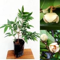 ราคา นมแมวแคระ ต้นนมแมวแคระไม้ดอกหอมโบราณผลรับประทานได้แบบปักชำกิ่ง (6643838245)