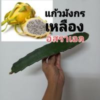 ราคา แก้วมังกร พันธุ์เหลืองอิสราเอล (จำหน่ายกิ่งพันธุ์แท้) รสชาติเหมือนลิ้นจี่ (21470699649)