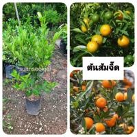 ราคา ต้นส้มจี๊ด ส้มจี๊ด ไม้มงคล (41254603127)