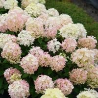 ราคา 5 เมล็ด ดอกไฮเดรนเจีย ดอกสามเดือน ใช้แทนความรัก Hydrangea สายพันธุ์ Fire Light Tidbit (42822931860)
