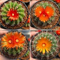ราคา Parodia Cactus พาโรเดีย ดอกส้ม แคคตัส กระบองเพชร (50257990510)