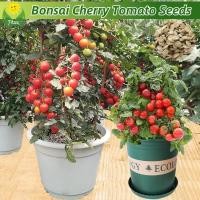 ราคา COD มะเขือเทศเชอรี่ บรรจุ 150 เมล็ด Bonsai Cherry Tomato Seed Vegetable Seeds for Planting เมล็ดมะเขือเทศเชอร์รี่ (46104811237)