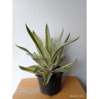 ราคา อากาเว่ด่าง (Agave) ว่านอากาเว่ไม้ฟอกอากาศ กระถาง6" (10007788472)