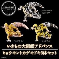 ราคา (ยกชุดพร้อมส่ง) กาชาปองตุ๊กแกยิ้ม Gachapon Bandai Ikimono Encyclopedia Leopard Gecko"Special Edition" โมเดลสัตว์ (20313302840)