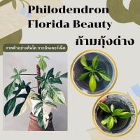 ราคา เนื้อเยื่อฟิโลเดนดรอน ก้ามกุ้งด่าง (Philodendron Florida Beauty) - ต้นแข็งแรงลายสวยมีรากพร้อมปลูก (16486299011)